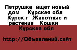 Петрушка  ищет новый дом  - Курская обл., Курск г. Животные и растения » Кошки   . Курская обл.